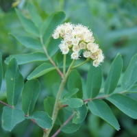 Mountain Ash aka Rowanberry (Sorbus sitchensis)