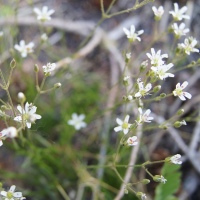 Slender Mountain Sandwort (Arenaria capillaris)