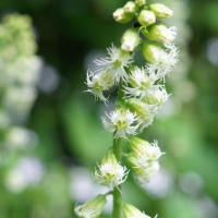 Fringecup (Tellima grandiflora)