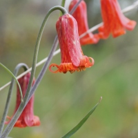 Red Bells (Fritillaria recurva)