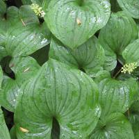 False Lily-of-the-valley (Maianthemum dilatatum)