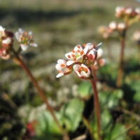Western Saxifrage (Saxifraga occidentalis)