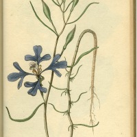 Lewis & Clark flora page