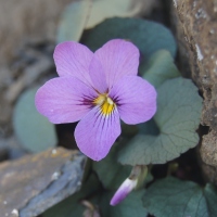 Flett's Violet (Viola flettii)