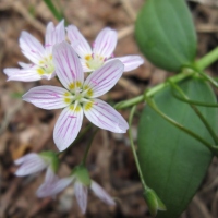 Western Spring Beauty (Claytonia lanceolata)