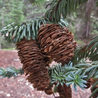 The Pine Cone Page
